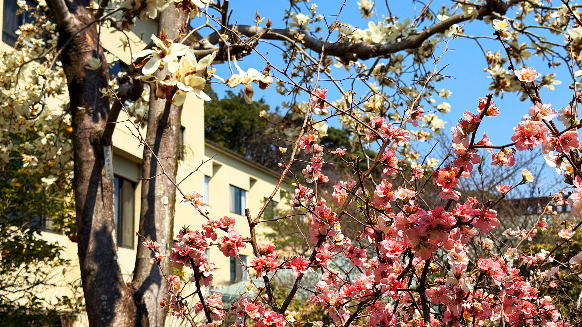 春の庭園　木蓮とボケの花