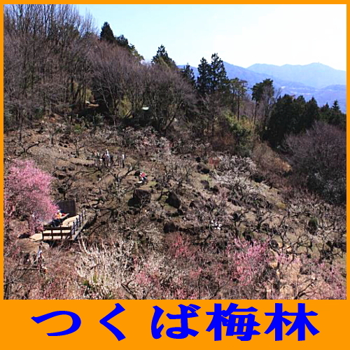 ビジネスホテル トキワ＜茨城県＞ - 写真 238
