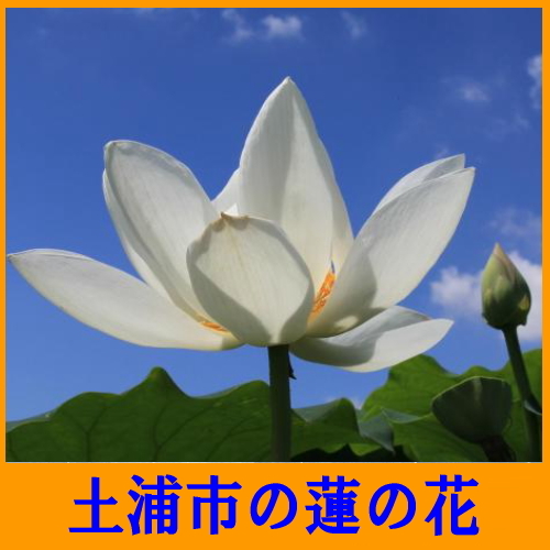 ビジネスホテル トキワ＜茨城県＞ - 写真 227
