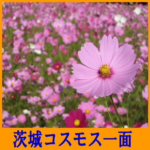 ビジネスホテル トキワ＜茨城県＞ - 写真 250
