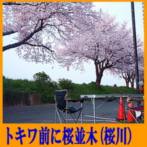 トキワ前の桜並木（4月上旬〜中旬）