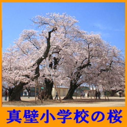 真壁小学校の桜（4月上旬）