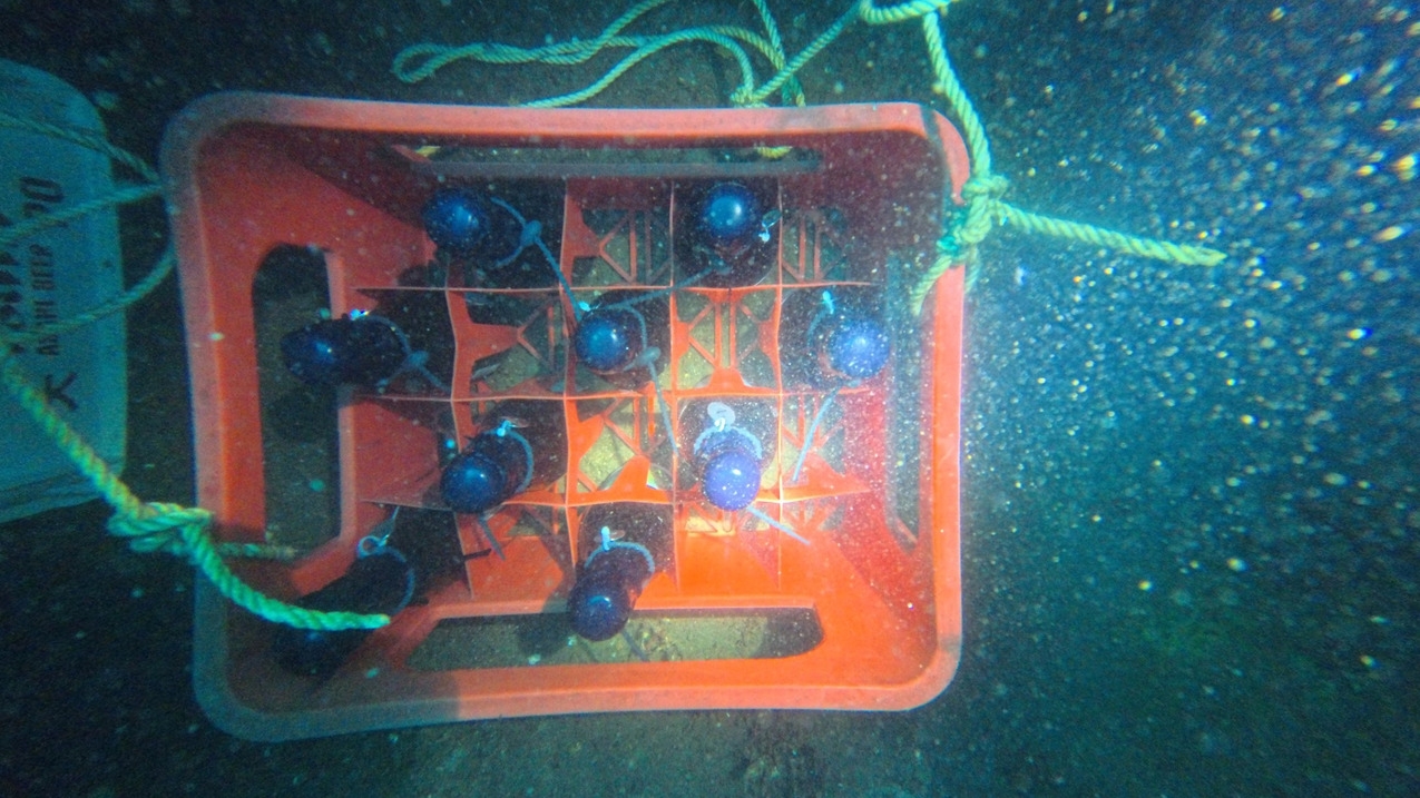 【クリスマス8組限定】水深25m。海と時が紡ぐ海底熟成ワイン飲み比べ