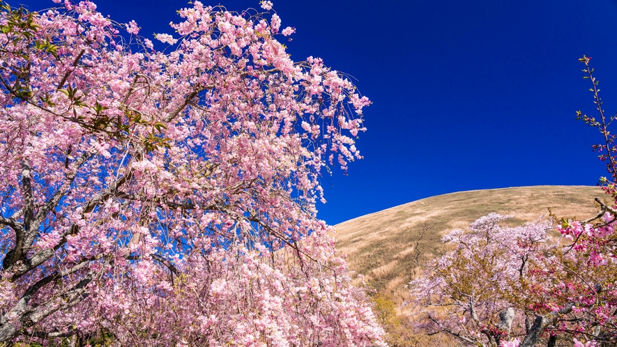 伊豆高原 大室山の桜　花見スポット