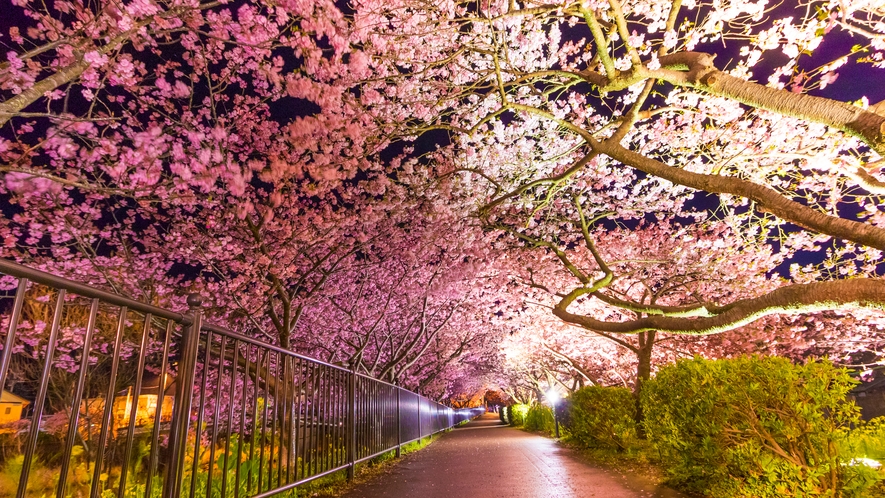 河津桜　日本一早咲きの桜