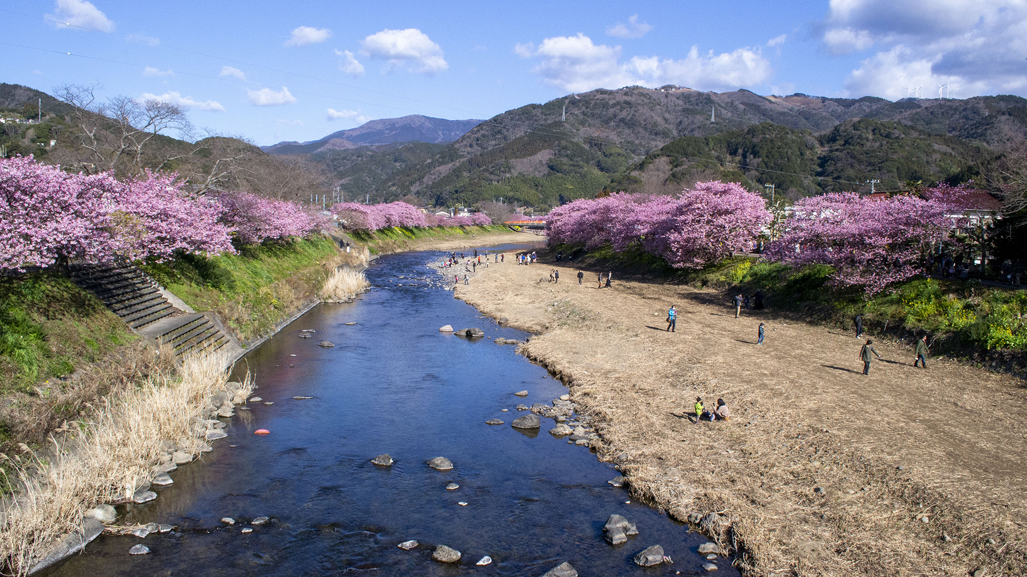 河津桜　日本一早咲きの桜