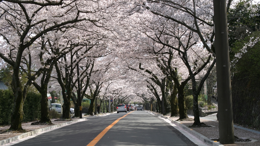 伊豆高原　桜祭り