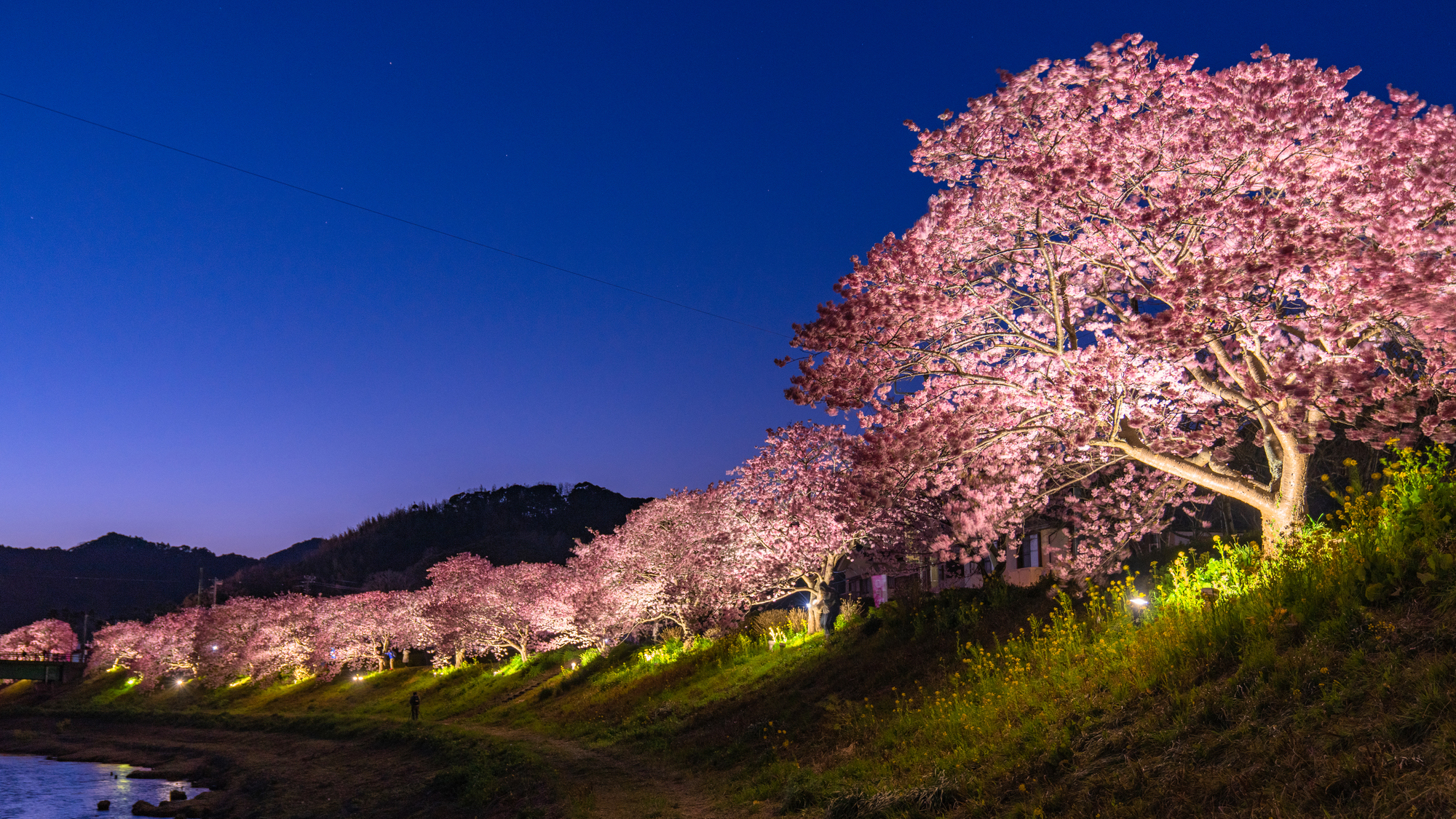 河津桜　ライトアップ