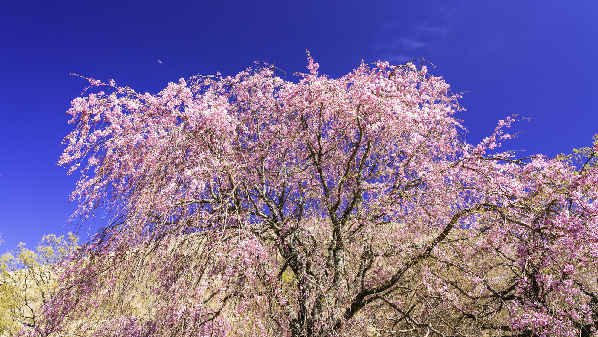 伊豆高原  大室山の桜　花見スポット