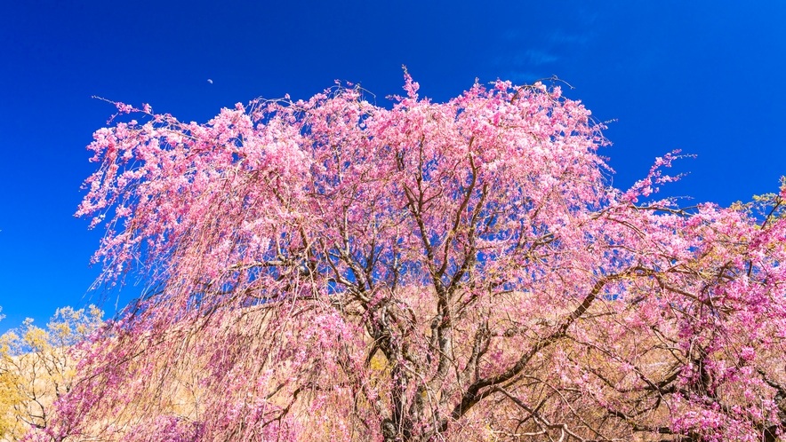 伊豆高原  大室山の桜　花見スポット