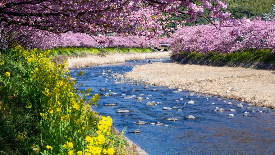 河津桜　日本一早咲きの桜