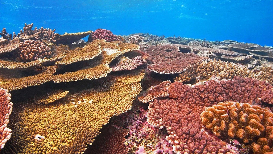 【アクティビティ】あたり一面ピンク色に彩られたサンゴ礁
