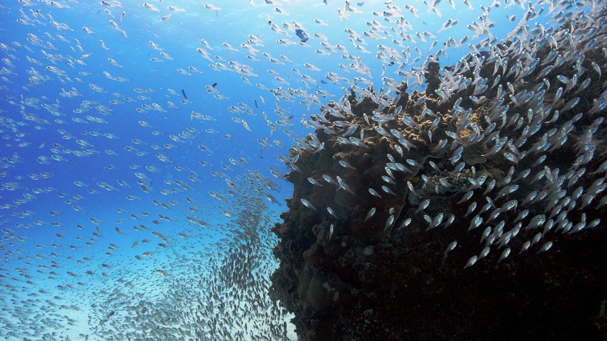 【アクティビティ】こんな魚の群れも見られます！