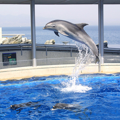 ［大分］ホテルＫＧから車で５分！大人気の水族館“うみたまご”はすぐそこ！