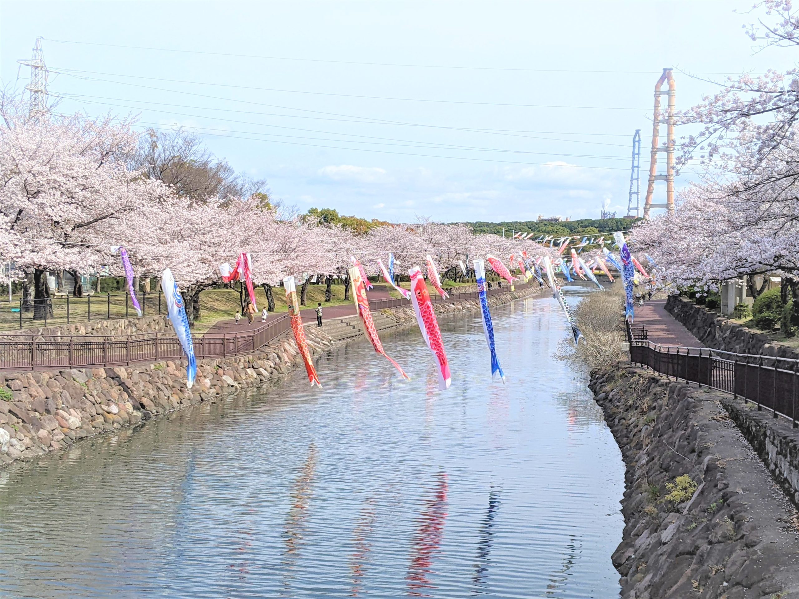 平和市民公園の桜