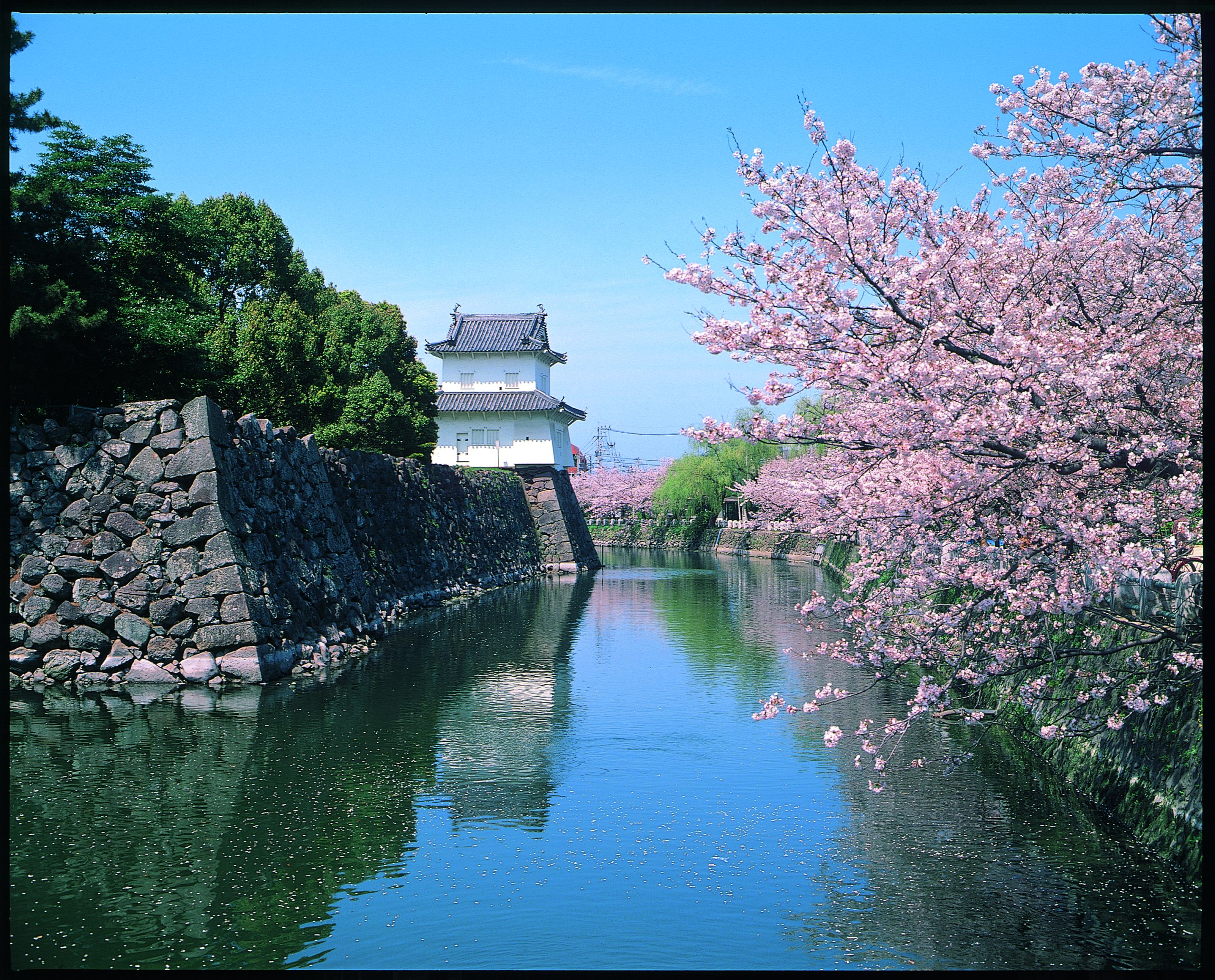 大分城址公園の桜