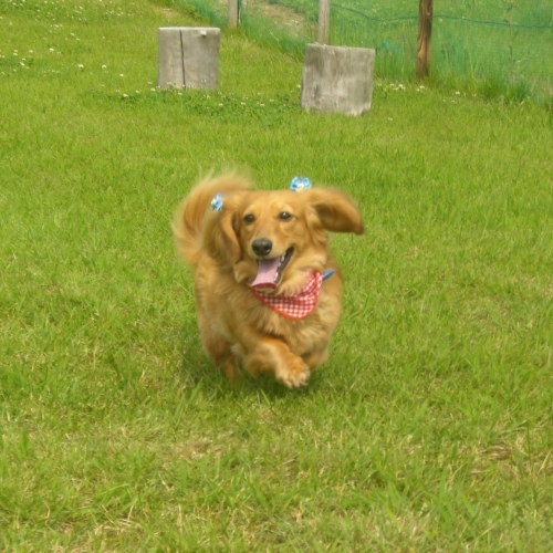 【ペットルーム確約】＜ペットアメニティ付＞ドッグランやガーデンカフェ完備！愛犬と思い出作り／2食付◎