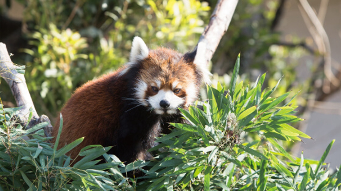 【本館◆朝食付き】大牟田市動物園・石炭産業科学館入園券付きレイトアウトプラン