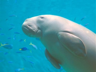 鳥羽水族館・徒歩５分♪