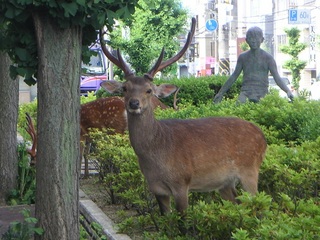 玄関前の鹿