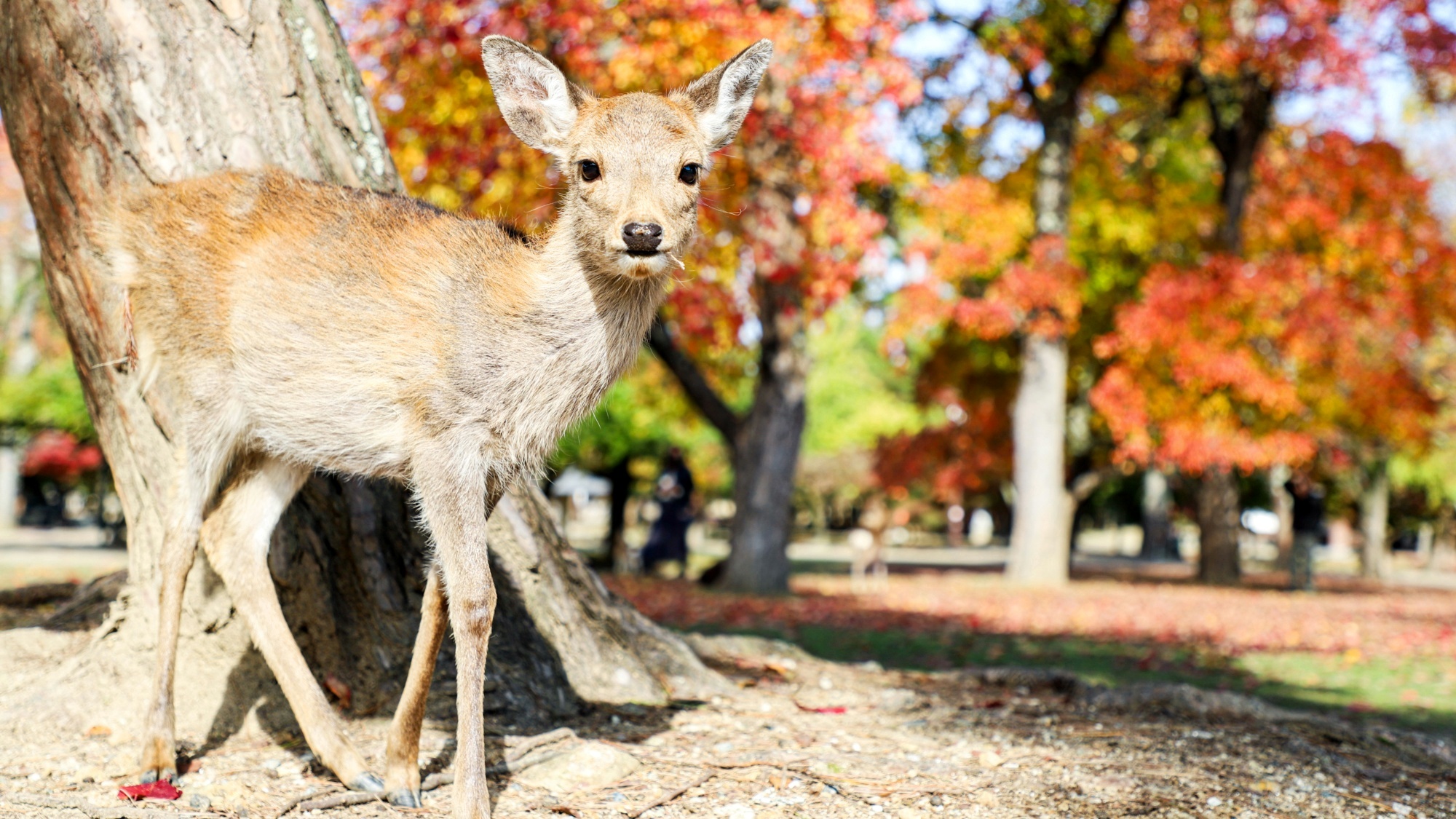 *【周辺観光】奈良公園