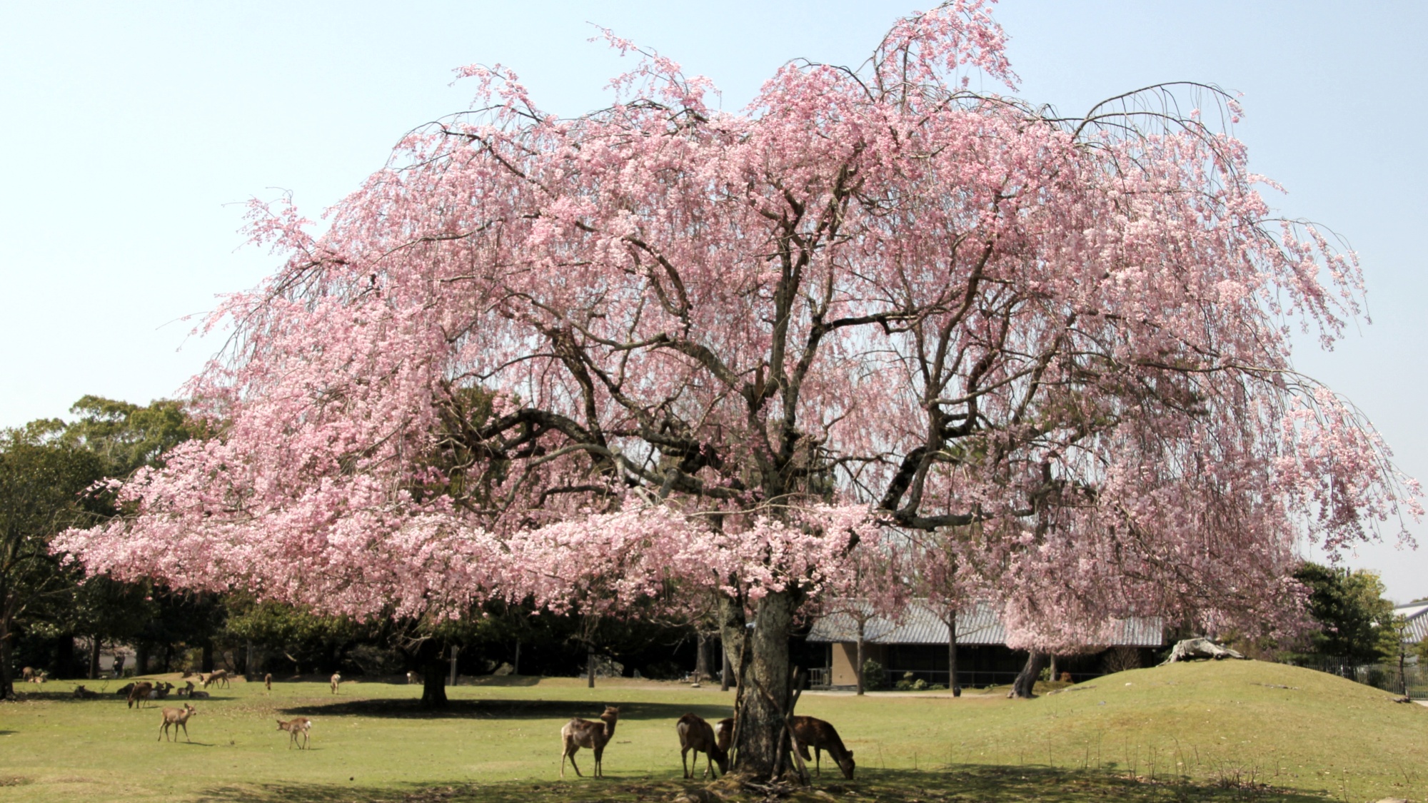 *【周辺観光】奈良公園