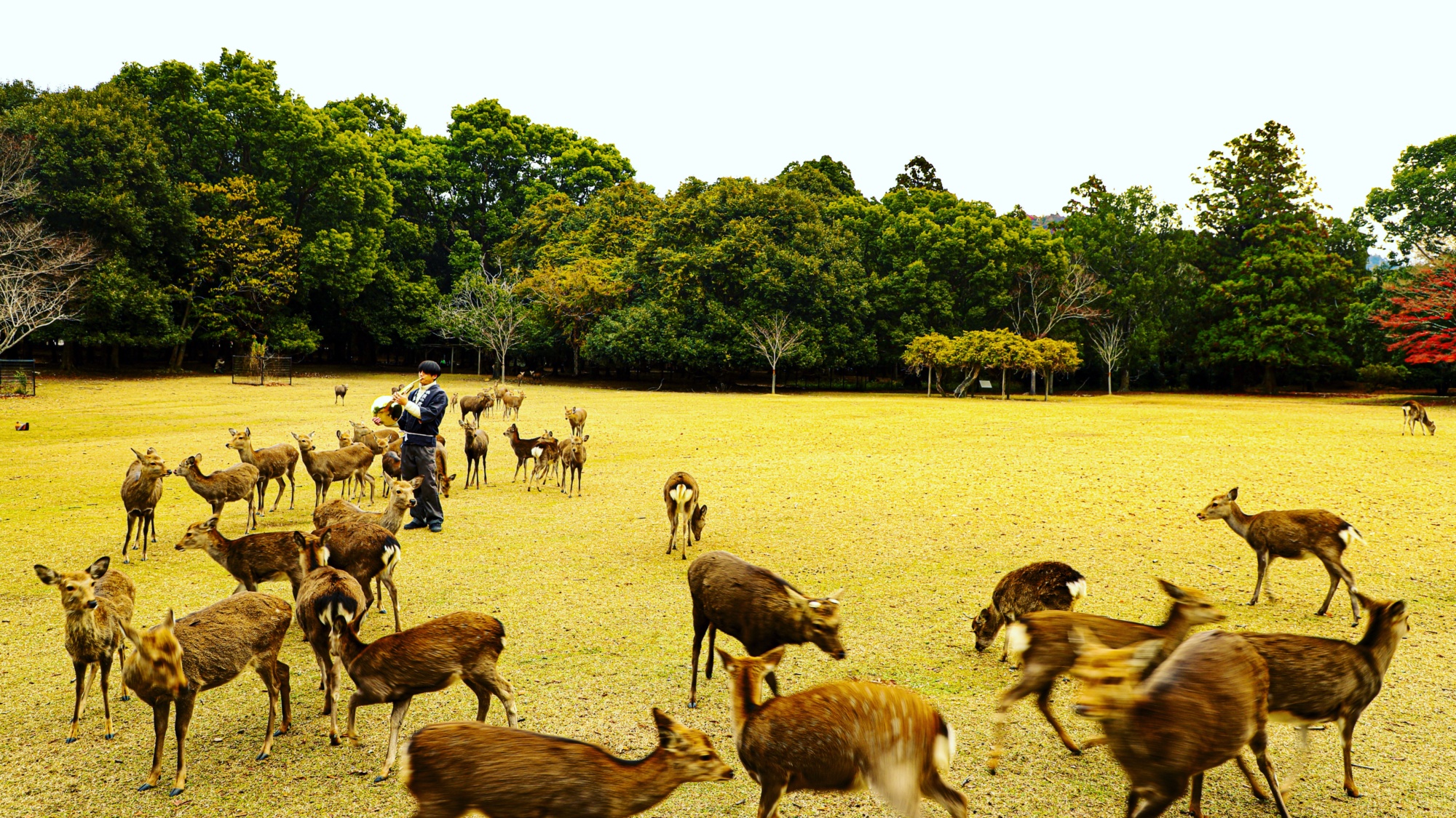 *【周辺観光】鹿寄せ