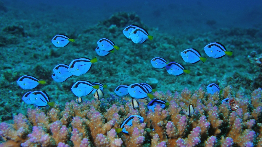 【ダイビング】ナンヨウハギの幼魚。枝サンゴの上に集まる可愛らしい魚の１つです♪
