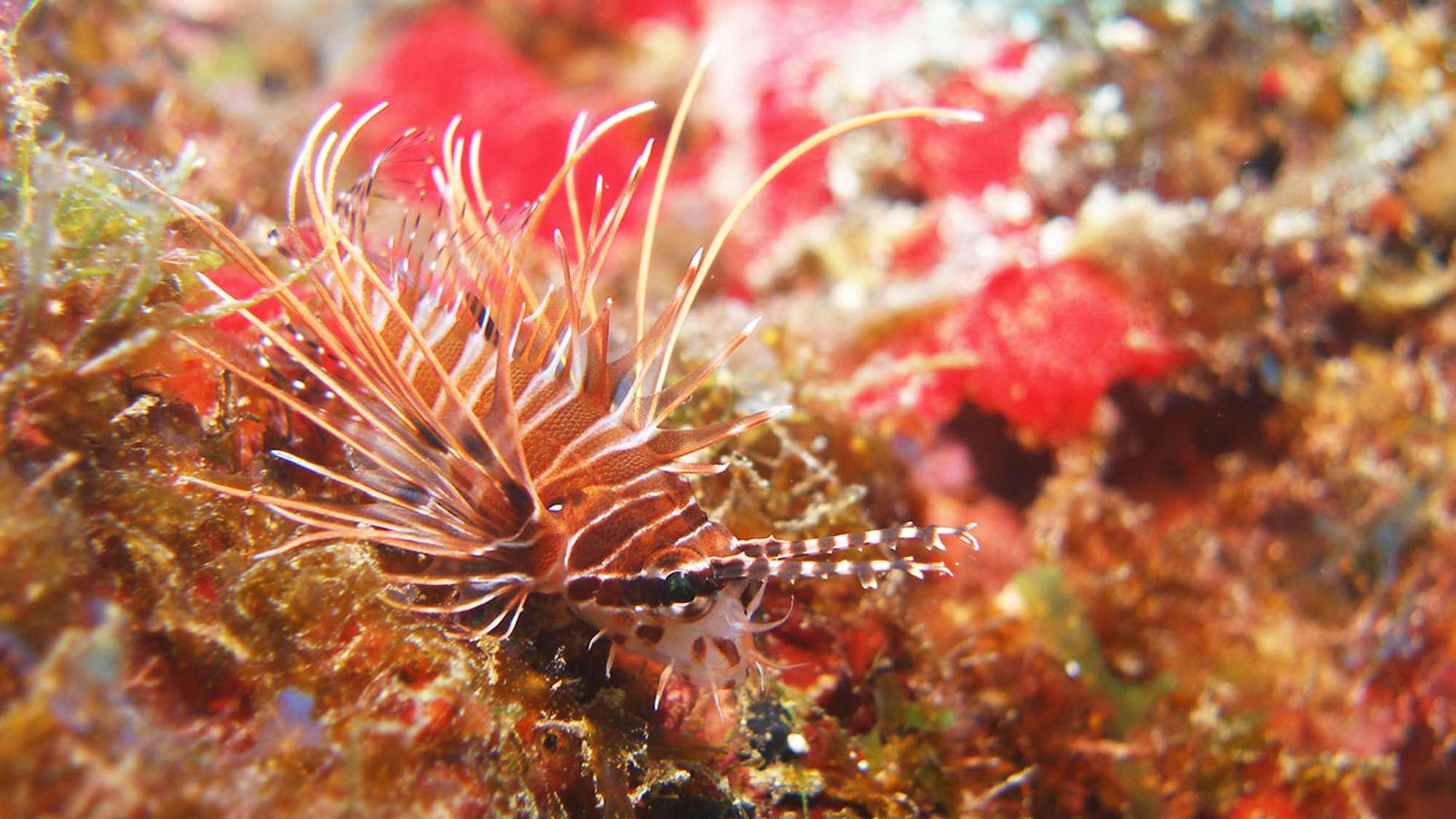 【ダイビング】よ～く見ないとわからないお魚たちもいるので、海の中では一層楽しむことができます♪