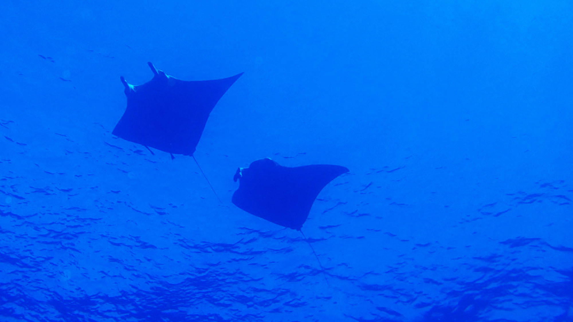 【ダイビング】海の中を悠々と泳ぐマンタ。