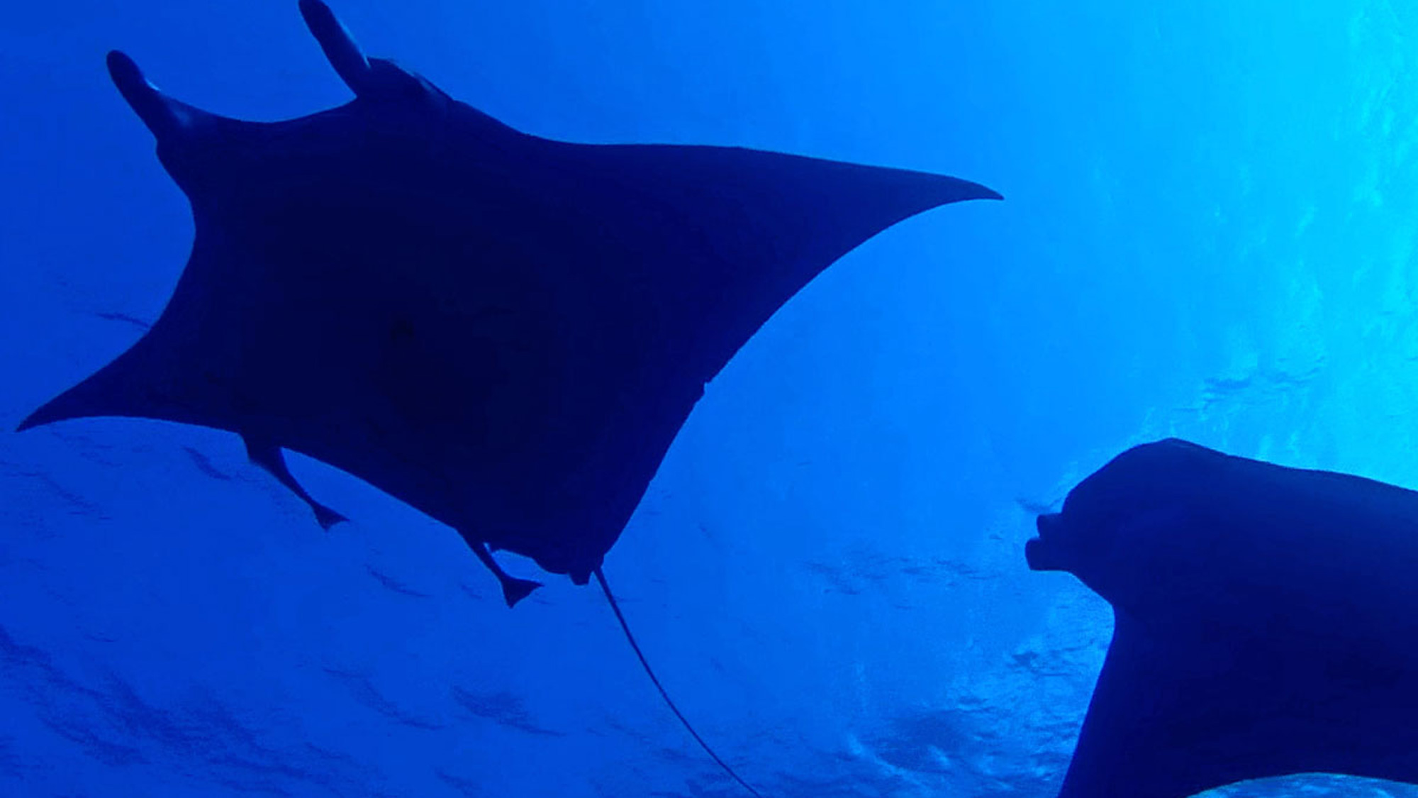 【ダイビング】仲良く優雅に泳ぐマンタ。運が良ければマンタに会えるかも&hellip;？