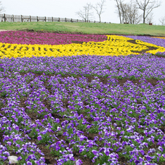 公園内に咲く季節の花★