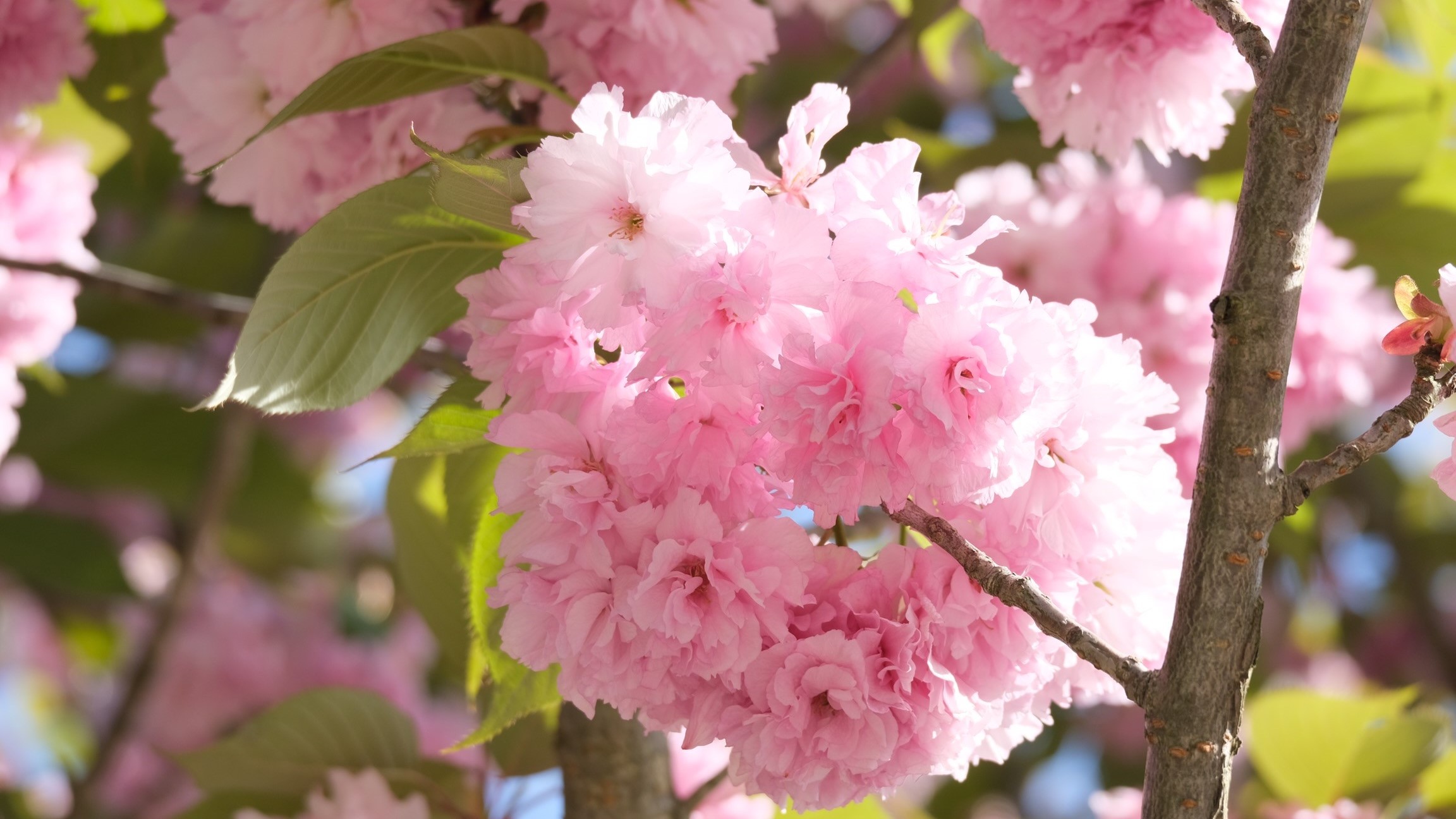 【観光公園 花郷OKADA】春～初夏にかけて開園する当館の運営するお花畑。