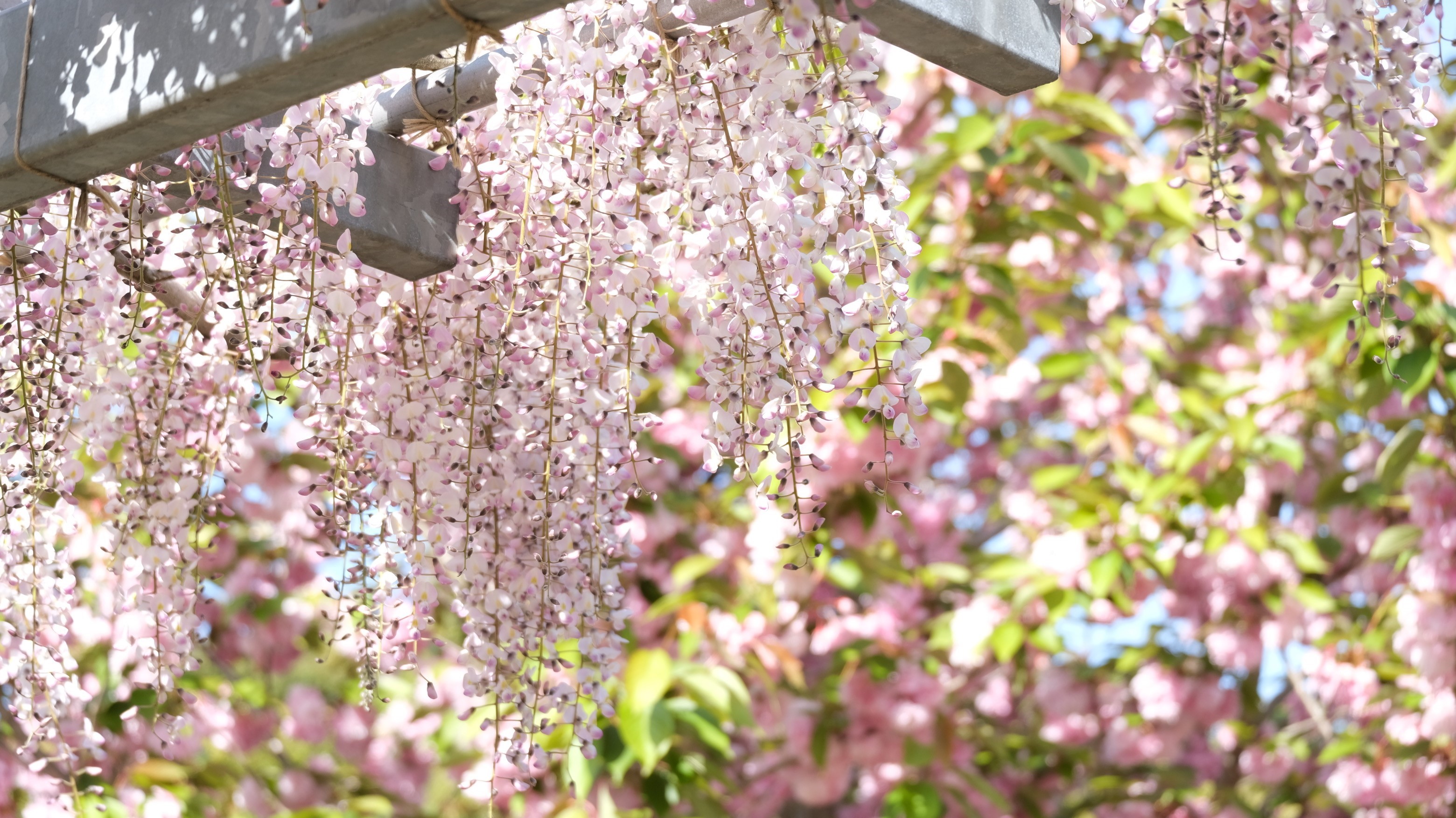 【観光公園 花郷OKADA】春～初夏にかけて開園する当館の運営するお花畑。