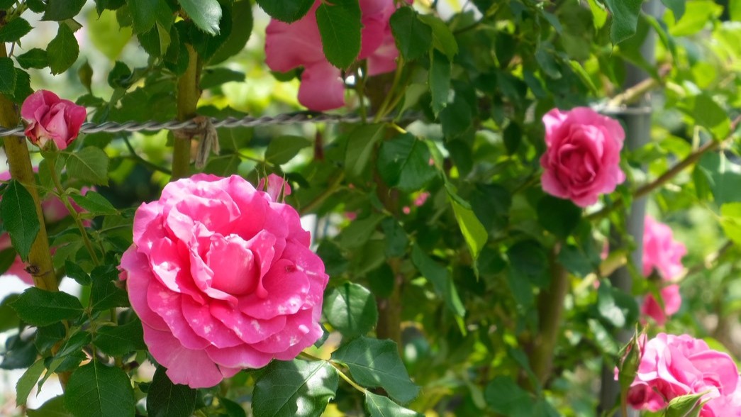 【京丹後の花めぐりへ】かに一番「FLOWER GARDEN」