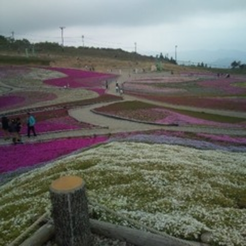 茶臼山　芝桜