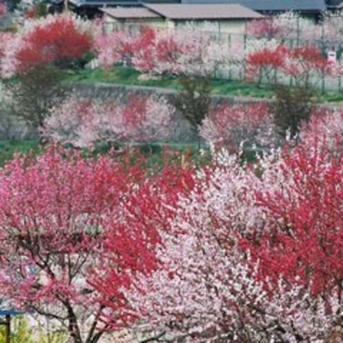 花桃の里