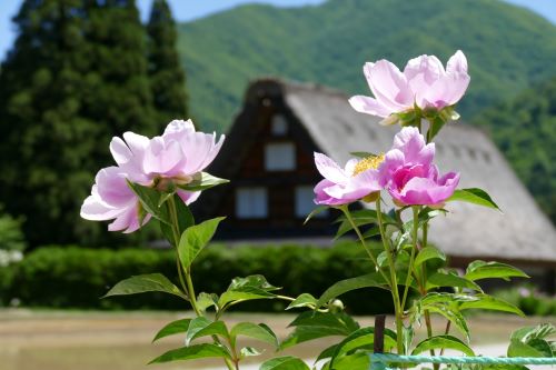 花と合掌