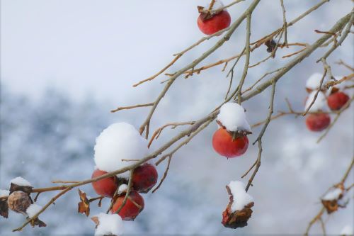 雪柿