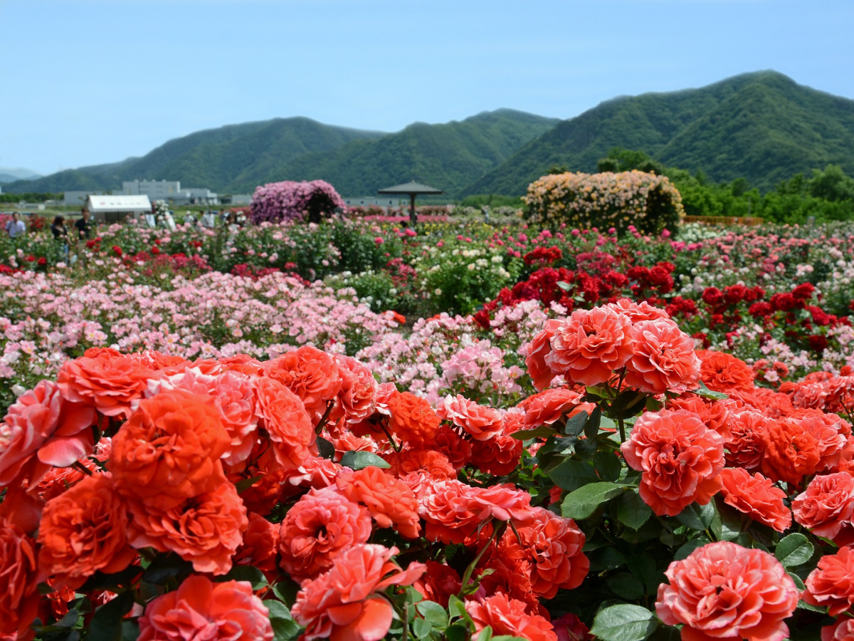 初夏の花【さかきばら祭り】散策　一泊二食バイキング飲み放題付きプラン