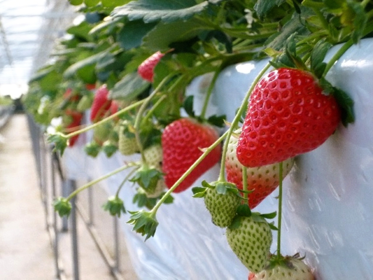 観光案内【あんずの里いちご狩り】バイキングと温泉三昧