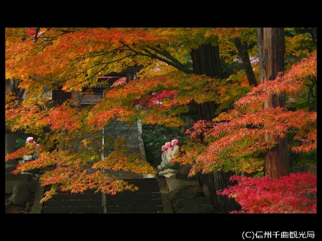【龍洞院】紅葉の見頃は11月上旬頃(上田館からお車で20分)