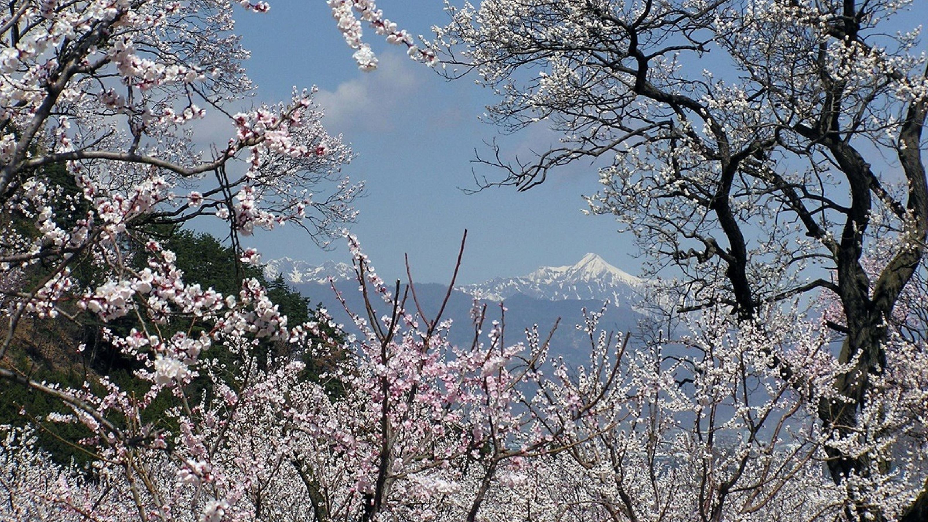 あんずの里①