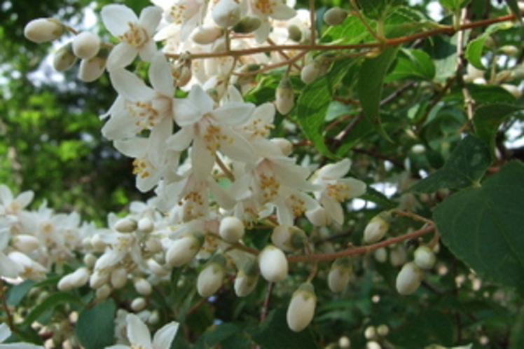 卯の花、初夏の花