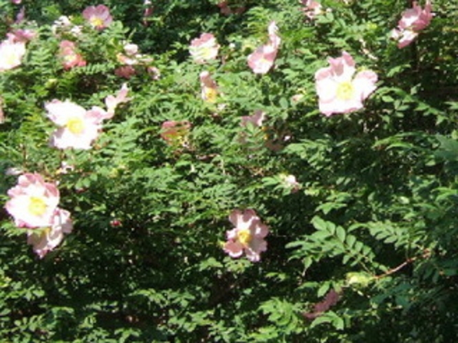 箱根町の花“ハコネサンショウバラ”