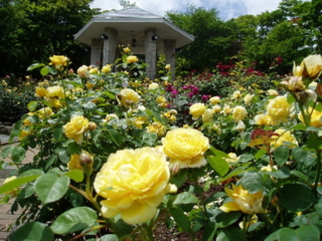 『強羅公園』〈ローズガーデン〉強羅公園のバラ園のバラは