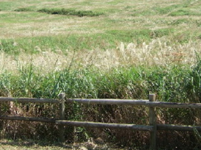 左の写真の《仙石原のススキの原》のススキの穂は秋風に吹かれて、少しづつフワフワになっていきます。