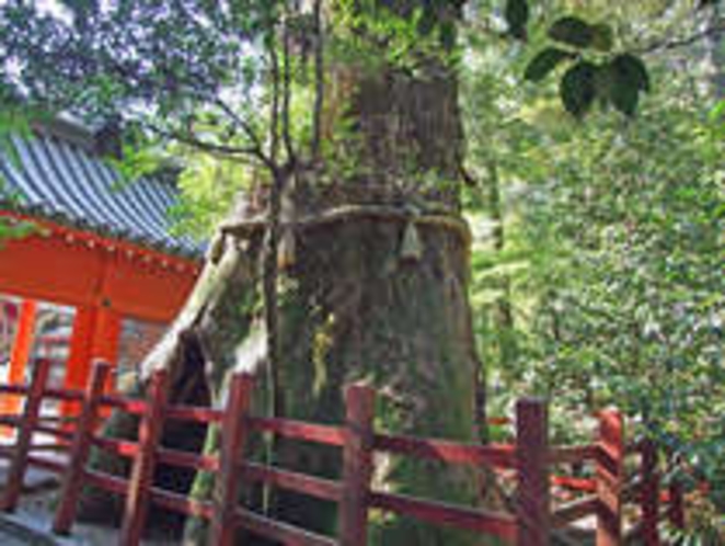 ★おすすめスポット★パワースポット＊箱根神社＊に安産杉が聳え立ってます。ご婦人に大人気！