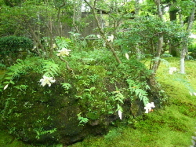 『箱根美術館』大きな木に守られて美しいこの苔庭で《静かさ》に気がつきます