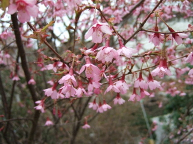 一番初めに咲く“おかめ桜”